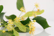 Fleurs de tilleul