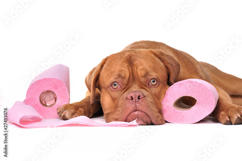 Photo: Puppy with two rolls of toilet paper Puppy with two rolls of toilet paper