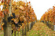 Autumn vineyard with ripe grapes and falling leaves