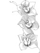 drawing orchid,monochrome image, vector illustration