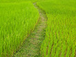 rice field rice field