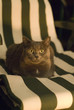 Gatto domestico Gatto domestico