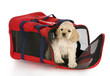 puppy in a dog crate bag