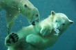 Ours blancs jouant dans l'eau