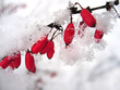 Barberries in the snow Barberries in the snow