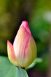 蓮の花