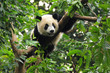 Giant panda climbing tree Giant panda climbing tree