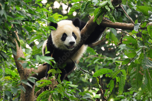 Photo : Giant panda climbing tree Giant panda climbing tree