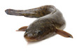 Burbot