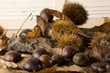 castagne in autunno