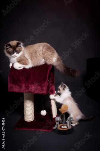 Foto: angora angora
