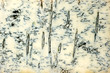 gorgonzola gorgonzola