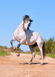 great andalusian white horse rearing