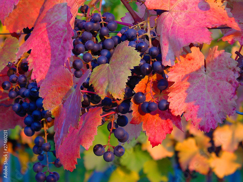 Foto: Rebstock, Wein, Weintrauben, Weinblätter, Abendlicht Rebstock, Wein, Weintrauben, Weinblätter, Abendlicht