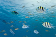Shoal of sergeant fish