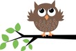 a cute owl