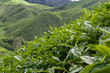 Tea Plantation