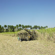 sugar cane harvest, Sancti Spíritus Province, Cuba