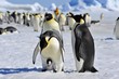 Photo: Emperor Penguin Emperor Penguin