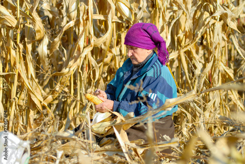 Photo: peasant woman harvests corncobs peasant woman harvests corncobs