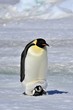 Photo: Emperor Penguin Emperor Penguin