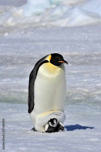Photo: Emperor Penguin Emperor Penguin