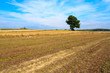 Lonely tree in a field Lonely tree in a field