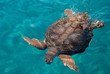 Sea turtle