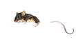 Maus  an einem Seil