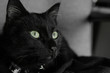 Chat Chat