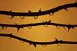 Rosebush closeup silhouette