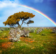 Colors of the Rainbow
