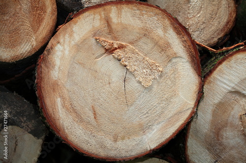 Foto: Holzringe Holzringe