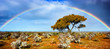 Rainbow Glory