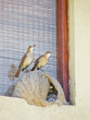 Rufous Hornero family