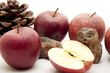Igel und rote Äpfel Igel und rote Äpfel