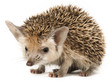 A porcupine on a white seamless background A porcupine on a white seamless background