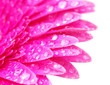 Gerbera flower