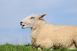Schaf auf dem Deich