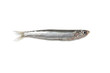 anchoa fresca