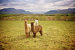 Alpaca in a field
