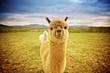 Alpaca in a field