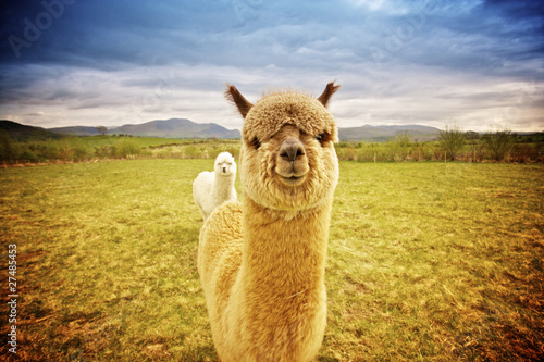 Photo : Alpaca in a field Alpaca in a field