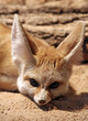 Fenek (Wüstenfuchs)