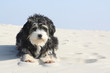 Urlaub mit Hund