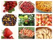 montage fruits