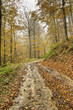 Bosque de Leurtza (Navarra)