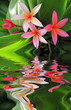 Photo: Plumeria flowers Plumeria flowers