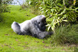 Large male silver back gorilla searching the undergrowth Large male silver back gorilla searching the undergrowth