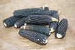 piccole pannocchie di mais blu degli inca